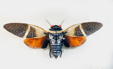 Cicada 2